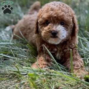 Marley, Miniature Poodle Puppy